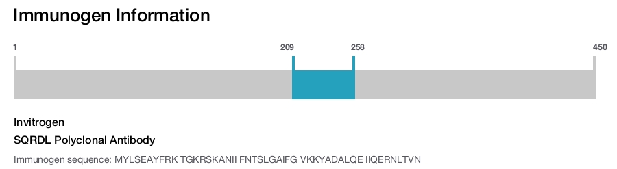 SQRDL Polyclonal Antibody