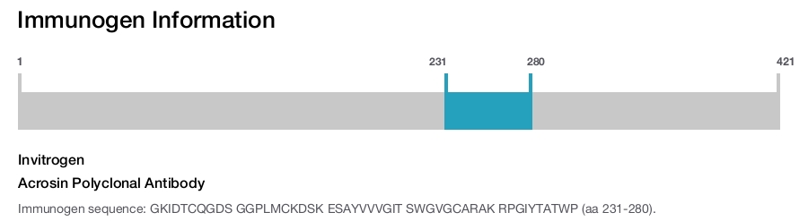 Acrosin Polyclonal Antibody