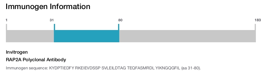 RAP2A Polyclonal Antibody