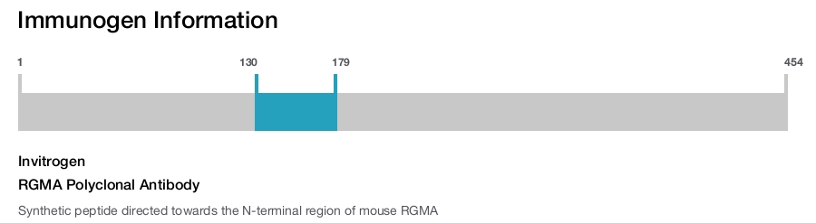 RGMA Polyclonal Antibody