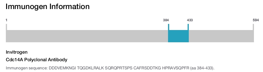 Cdc14A Polyclonal Antibody