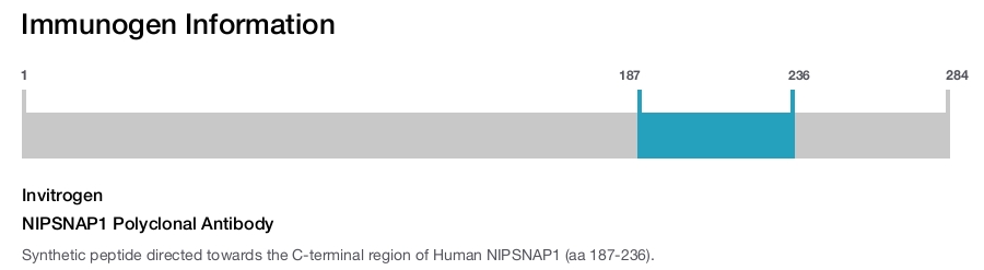 NIPSNAP1 Polyclonal Antibody