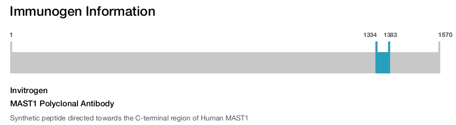 MAST1 Polyclonal Antibody