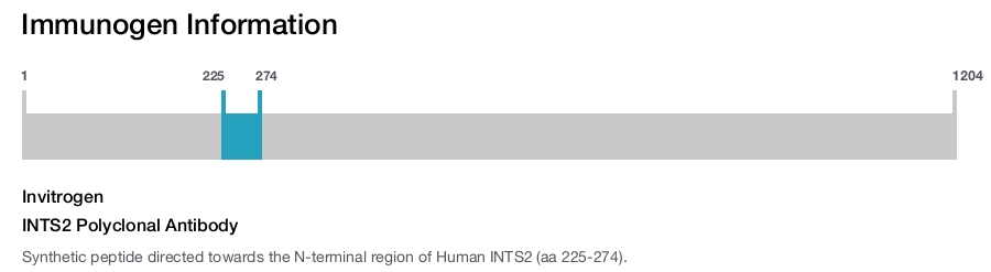 INTS2 Polyclonal Antibody