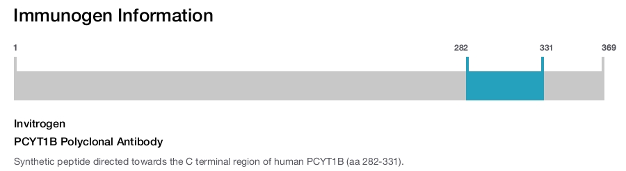 PCYT1B Polyclonal Antibody