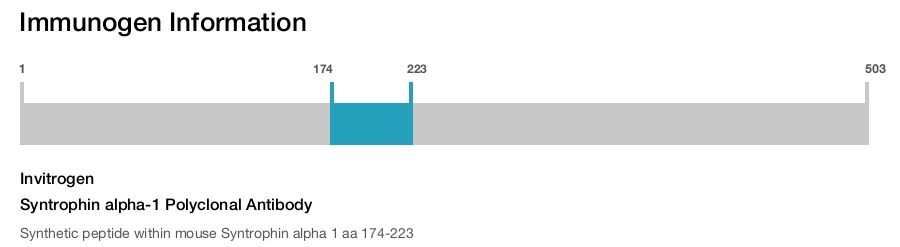 Syntrophin alpha-1 Polyclonal Antibody