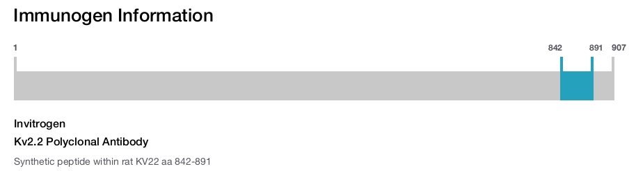 Kv2.2 Polyclonal Antibody