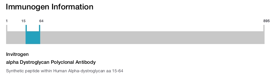 alpha Dystroglycan Polyclonal Antibody