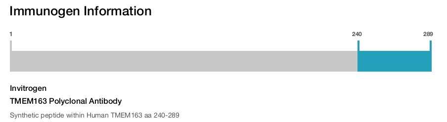 TMEM163 Polyclonal Antibody