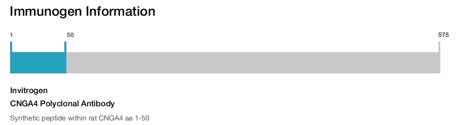 CNGA4 Polyclonal Antibody