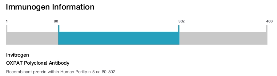 OXPAT Polyclonal Antibody
