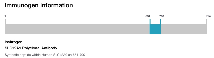 SLC12A9 Polyclonal Antibody