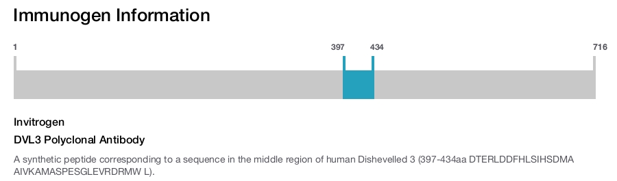 DVL3 Polyclonal Antibody