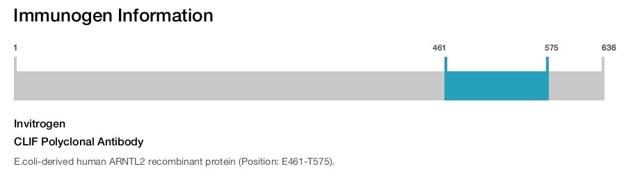 CLIF Polyclonal Antibody