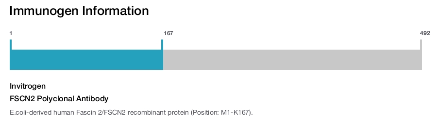 FSCN2 Polyclonal Antibody