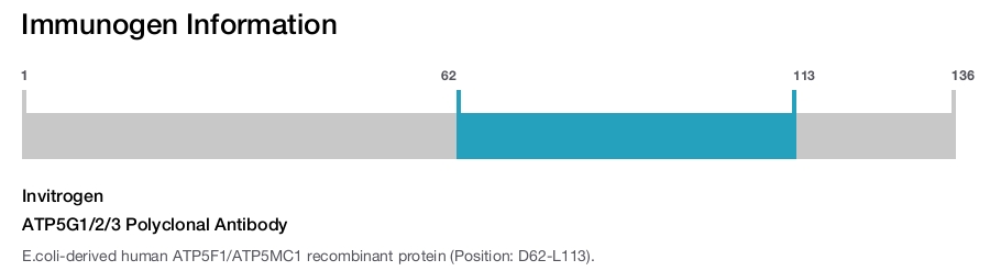 ATP5G1/2/3 Polyclonal Antibody