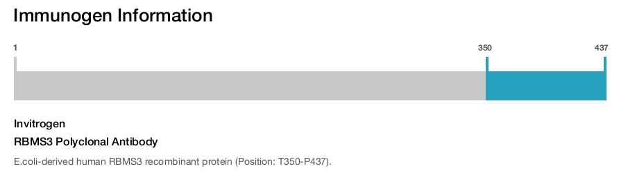 RBMS3 Polyclonal Antibody