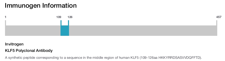 KLF5 Polyclonal Antibody