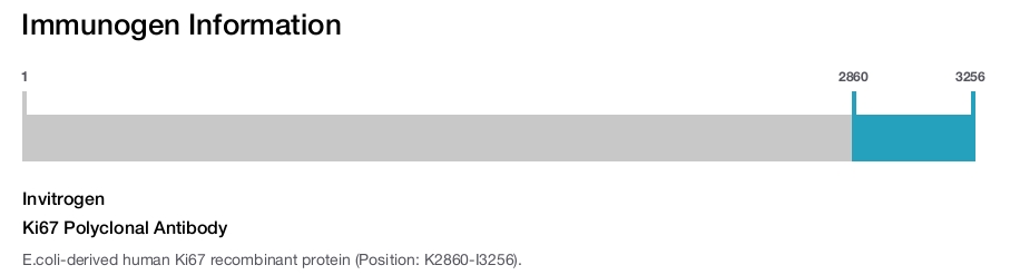 Ki67 Polyclonal Antibody
