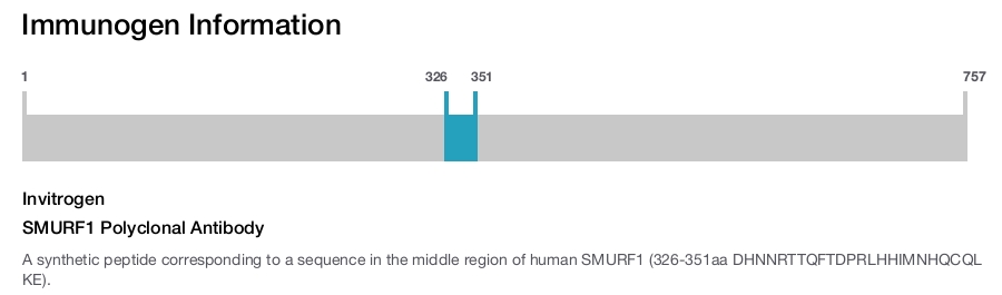 SMURF1 Polyclonal Antibody