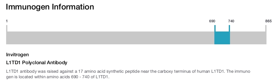 L1TD1 Polyclonal Antibody