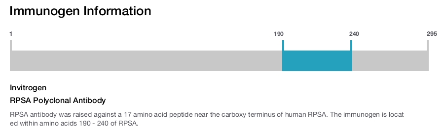 RPSA Polyclonal Antibody