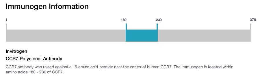 CCR7 Polyclonal Antibody