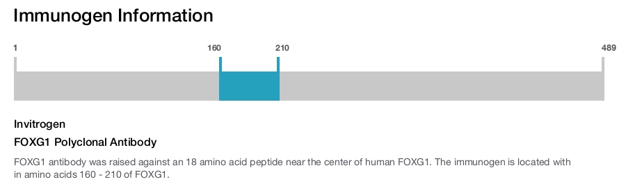 FOXG1 Polyclonal Antibody