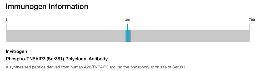 Phospho-TNFAIP3 (Ser381) Polyclonal Antibody