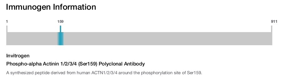 Phospho-alpha Actinin 1/2/3/4 (Ser159) Polyclonal Antibody