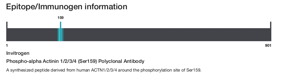 Phospho-alpha Actinin 1/2/3/4 (Ser159) Polyclonal Antibody