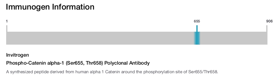 Phospho-Catenin alpha-1 (Ser655, Thr658) Polyclonal Antibody