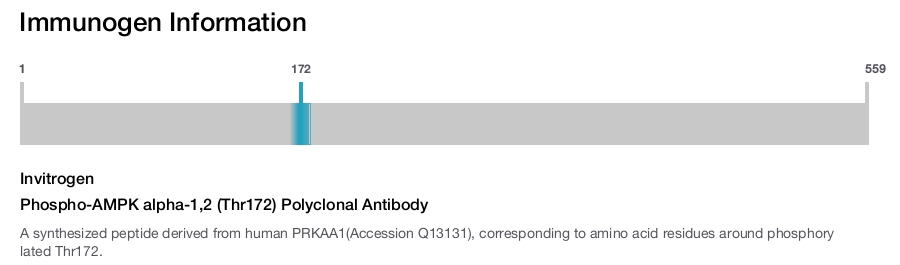 Phospho-AMPK alpha-1,2 (Thr172) Polyclonal Antibody