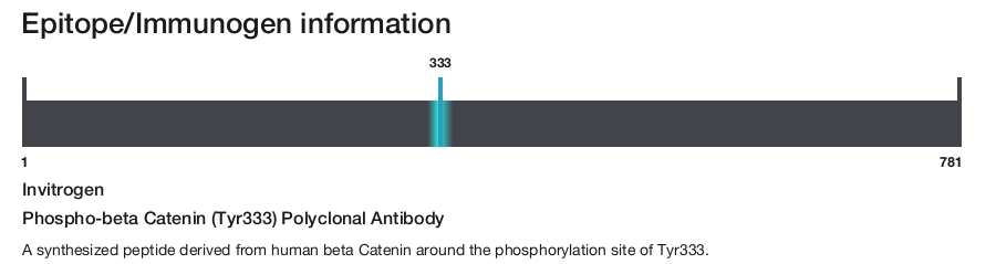 Phospho-beta Catenin (Tyr333) Polyclonal Antibody