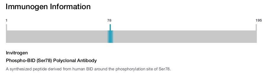 Phospho-BID (Ser78) Polyclonal Antibody