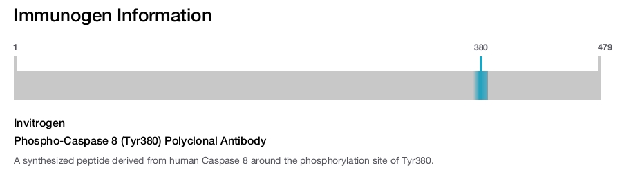 Phospho-Caspase 8 (Tyr380) Polyclonal Antibody
