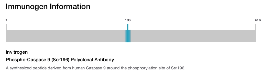 Phospho-Caspase 9 (Ser196) Polyclonal Antibody