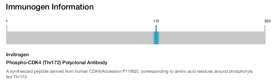 Phospho-CDK4 (Thr172) Polyclonal Antibody