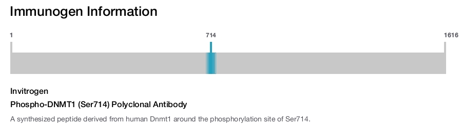 Phospho-DNMT1 (Ser714) Polyclonal Antibody