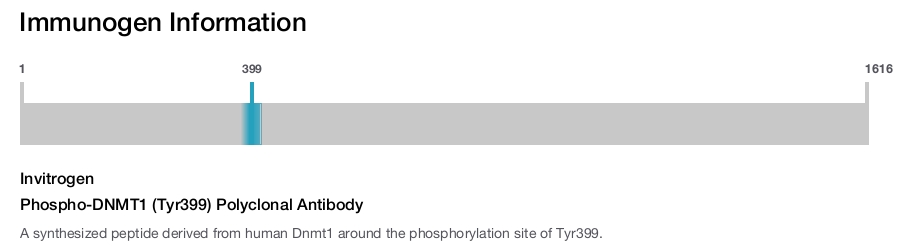 Phospho-DNMT1 (Tyr399) Polyclonal Antibody