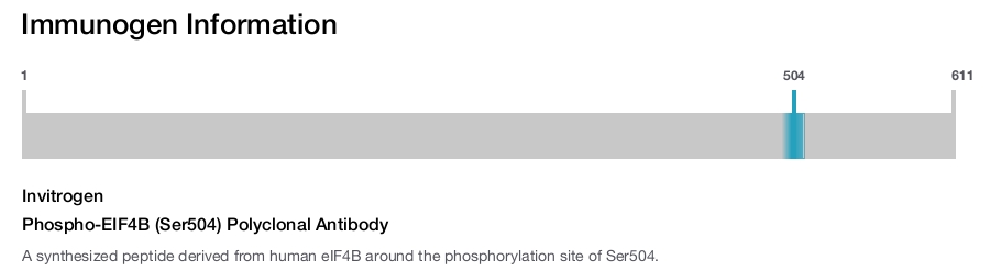 Phospho-EIF4B (Ser504) Polyclonal Antibody