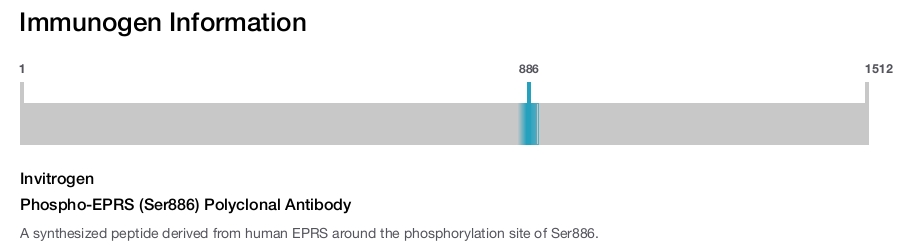 Phospho-EPRS (Ser886) Polyclonal Antibody