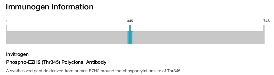 Phospho-EZH2 (Thr345) Polyclonal Antibody