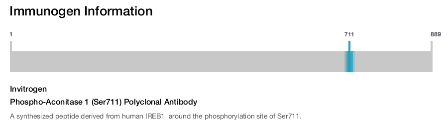 Phospho-Aconitase 1 (Ser711) Polyclonal Antibody