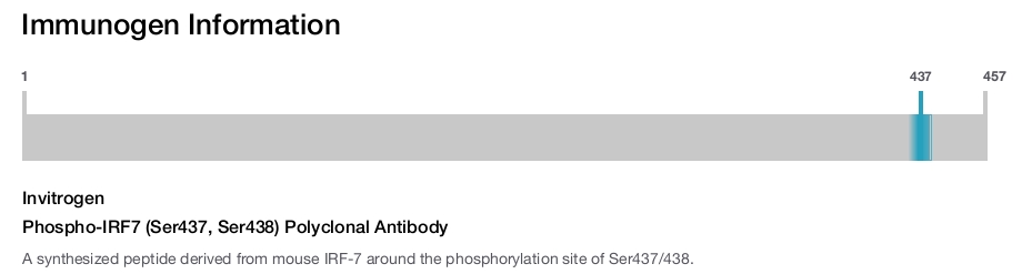 Phospho-IRF7 (Ser437, Ser438) Polyclonal Antibody