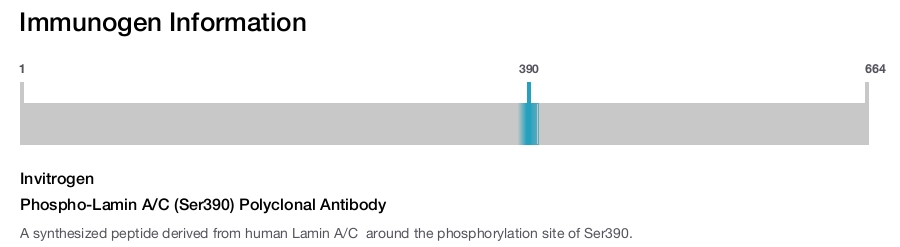 Phospho-Lamin A/C (Ser390) Polyclonal Antibody