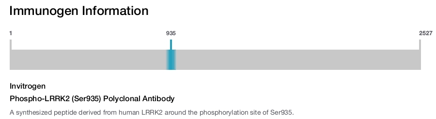 Phospho-LRRK2 (Ser935) Polyclonal Antibody