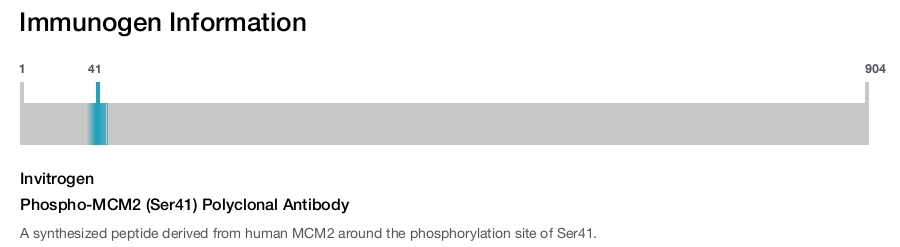 Phospho-MCM2 (Ser41) Polyclonal Antibody