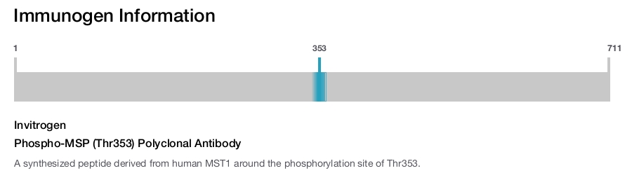 Phospho-MSP (Thr353) Polyclonal Antibody