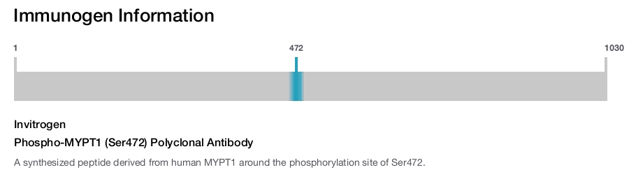 Phospho-MYPT1 (Ser472) Polyclonal Antibody